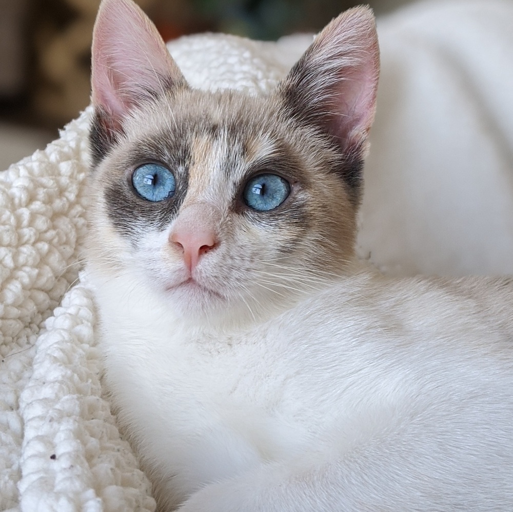 Meet your Posher, Jessica